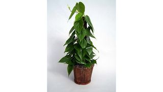 Hirt’s Garden Store Heart Leaf Philodendron