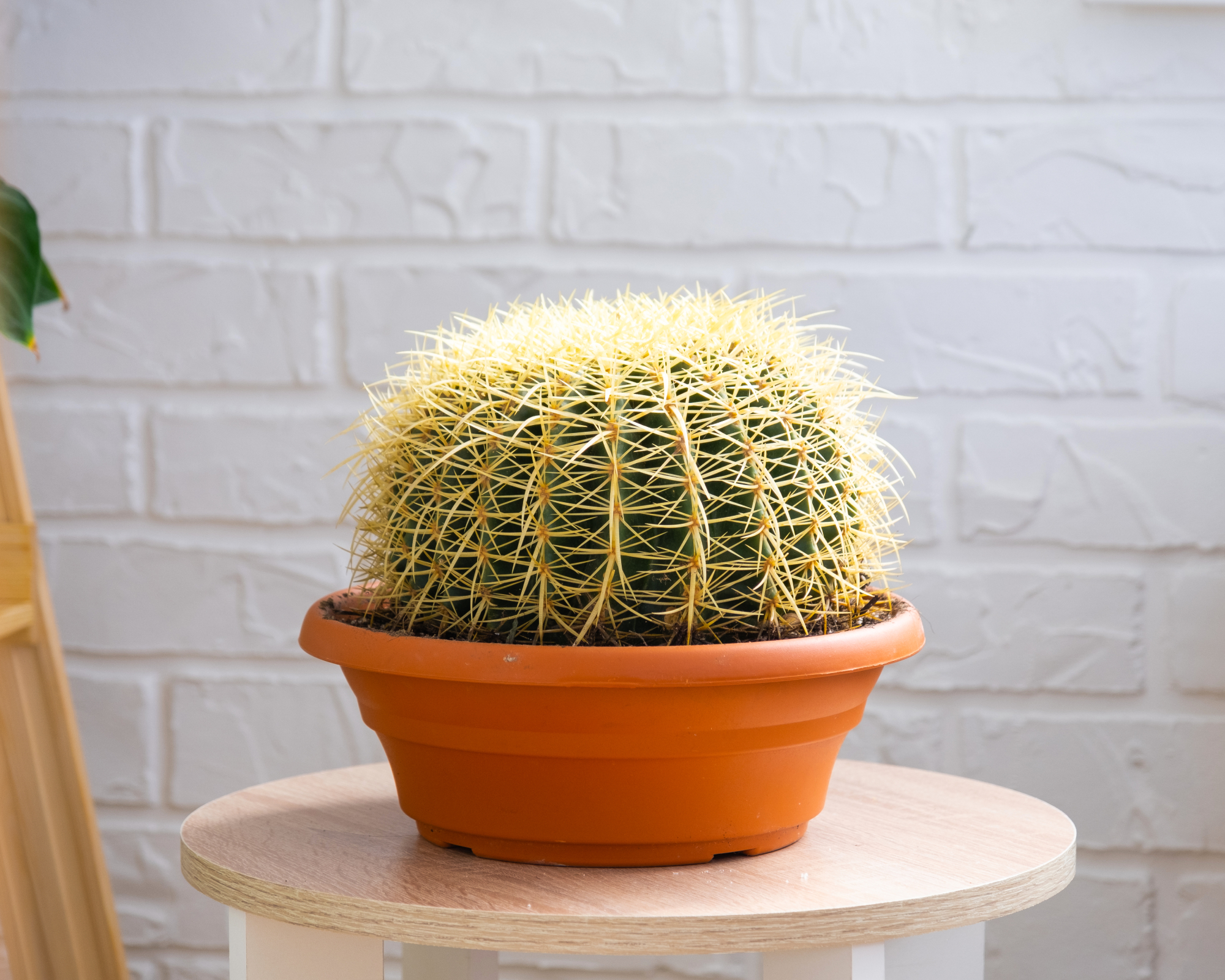 golden barrel cactus indoors