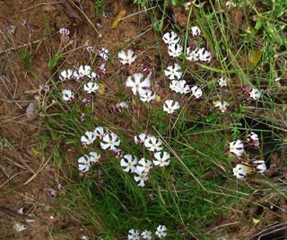 white Zaluzianskya capensis growing wild in the ground