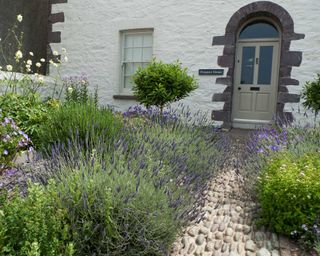 front garden with lavender and path