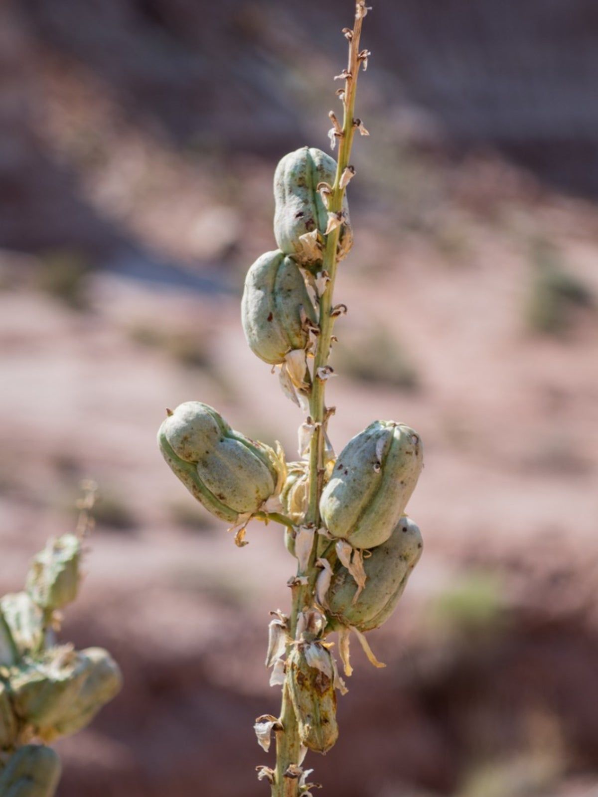 Seed Pods On Yucca Plants