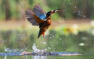 Story Behind The Still: The Kingfisher