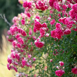 A pink rose bush