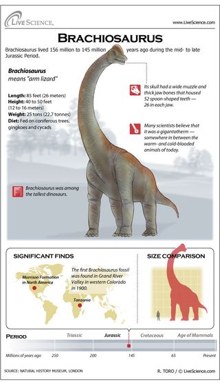 Learn about Brachiosaurus, the Jurassic-era giant planet-eating dinosaur.