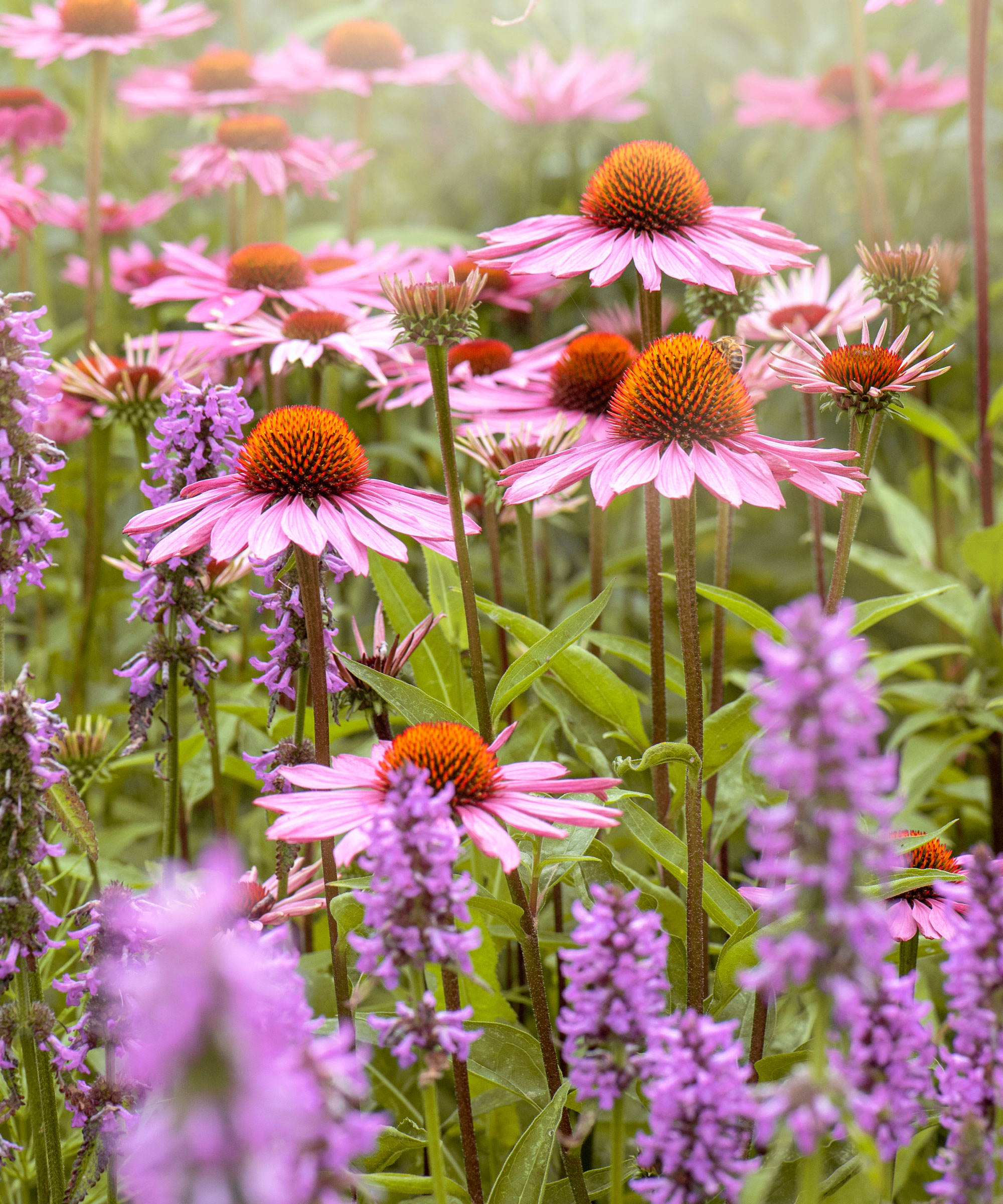 salvia plants and pinky purple coneflowers in garden border