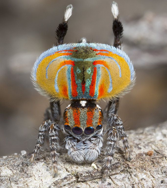 Maratus volans.