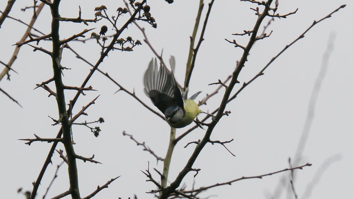 A wildlife photo taken on an OM System OM-1 Mark II mirrorless Micro Four Thirds camera