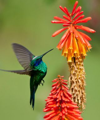 A dark green, blue and black hummingbird mid flight next to a tall orange and green flower with long petals
