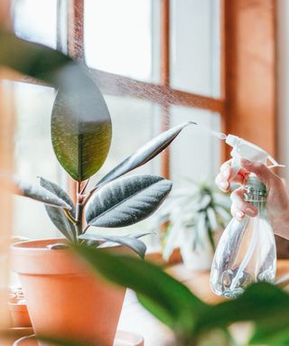 A white person's hand is showing holding a misting bottle that is mid-spraying a translucent liquid on a plant in terracotta pot by a windowsill
