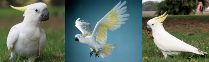 A cockatoo is still a cockatoo regardless of what it is doing or where it is looking.