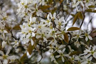 White flowers of the Juneberry (Amelanchier × lamarckii) in springtime