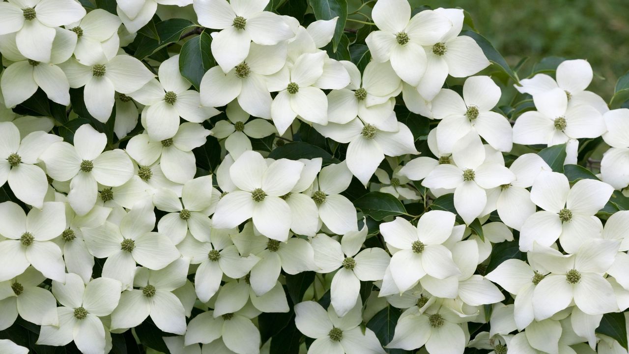 white dogwood flowers