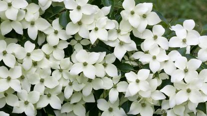 white dogwood flowers and leaves 