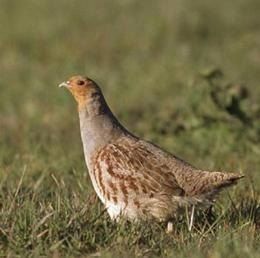 grey partridge