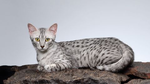 32 cat breeds for every zodiac sign | PetsRadar