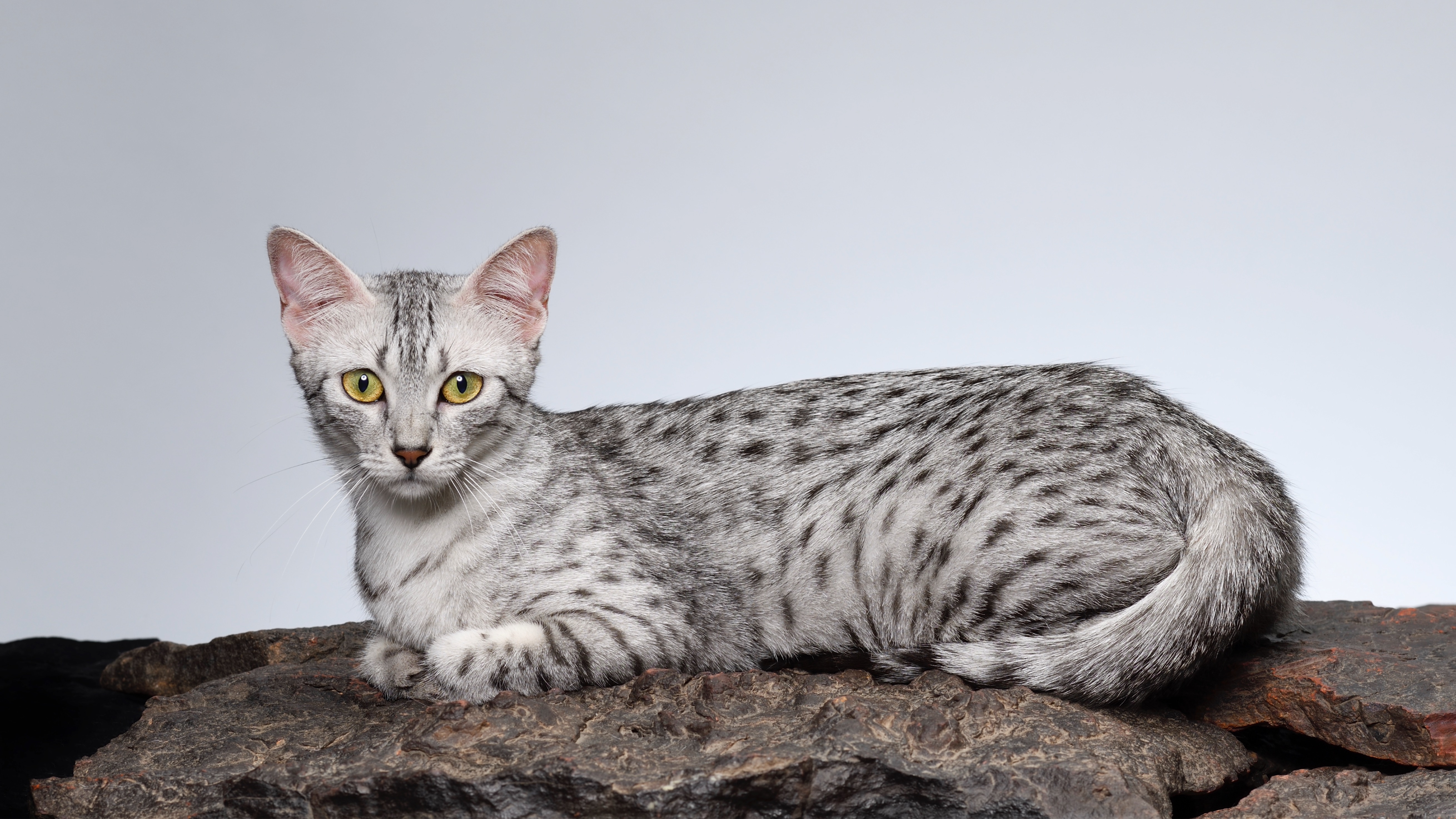 Egyptian Mau