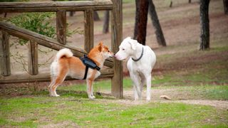 Two dogs sniffing each other in a park