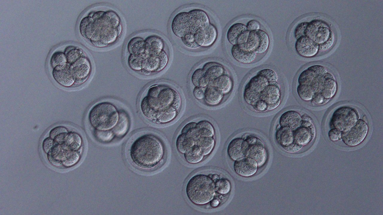 These mice embryos were fertilized by the freeze-dried mouse sperm that scientists rehydrated with water after they came back from space.