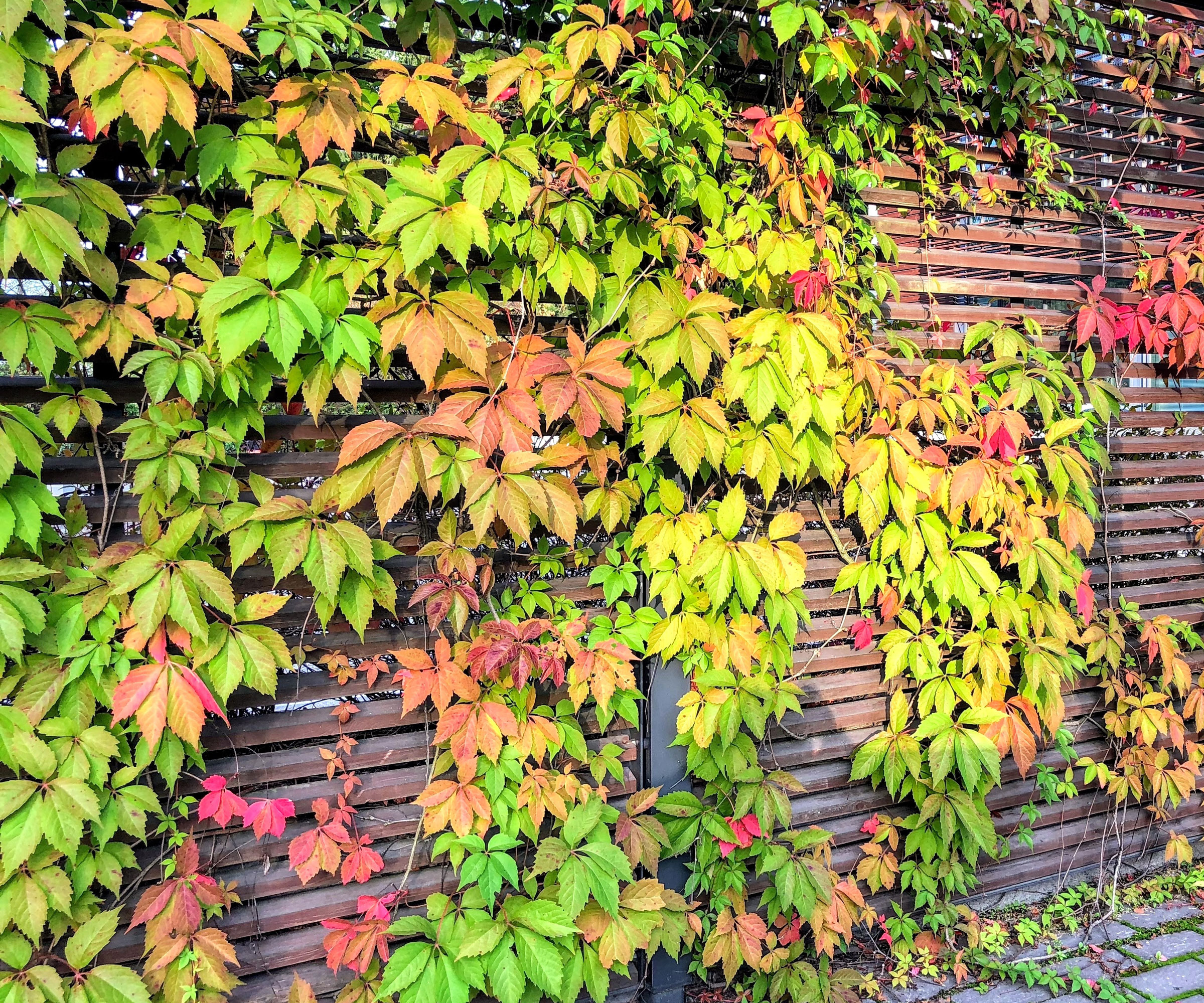 Virginia creeper plant with red and green leaves