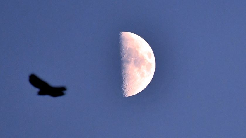 The moon is pictured against a darkening blue sky with its right half lit and its left bathed in shadow. The silhouette of a passing bird is visible to the left of the image.