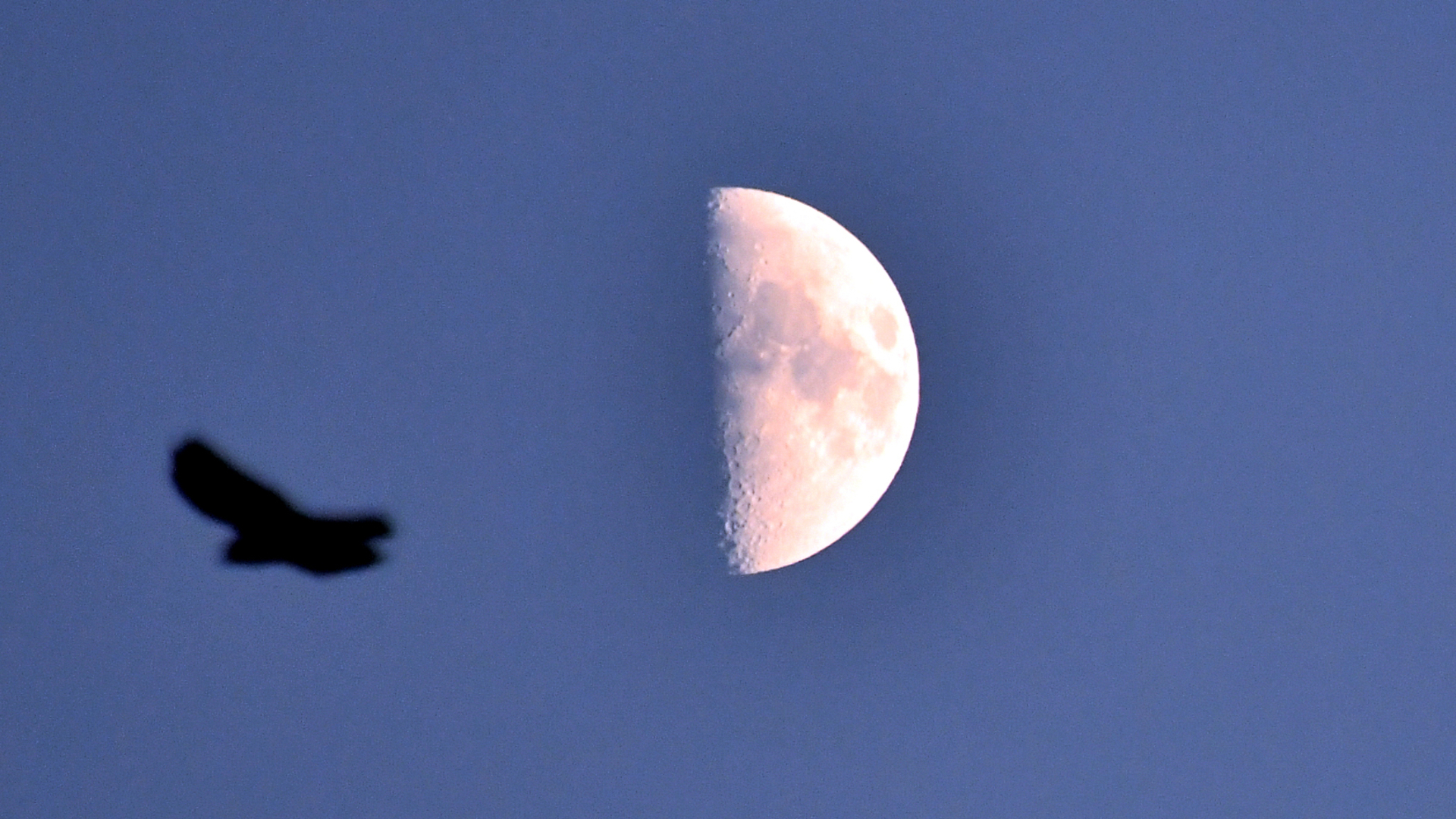 The moon is pictured against a darkening blue sky with its right half lit and its left bathed in shadow. The silhouette of a passing bird is visible to the left of the image.