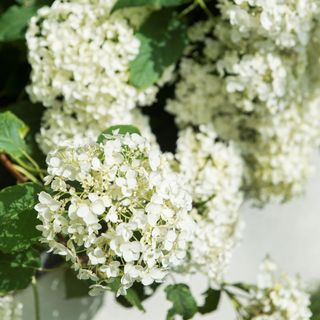 Close up of white hydrangea flowers