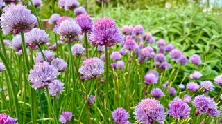 Chive plants flowering