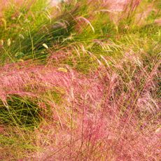 Pink muhly grass