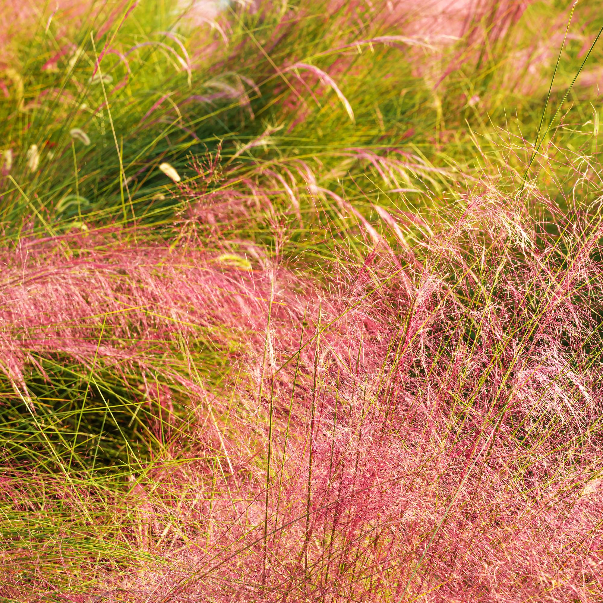 Pink muhly grass