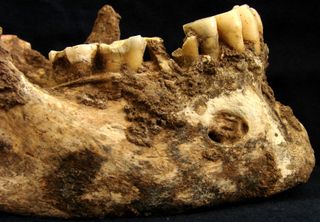 Mandible of ancient roman