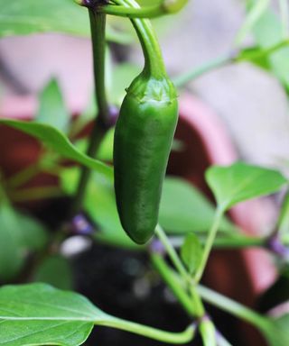 Green jalapeno pepper growing on a plant in a pot
