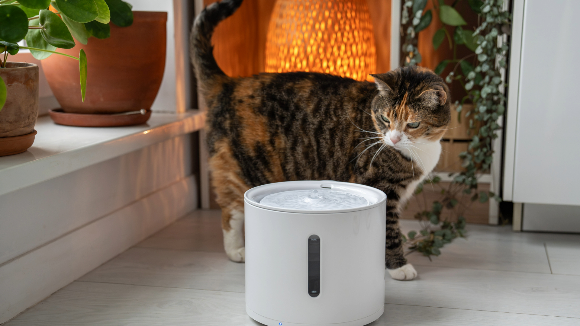 Cat standing behind a pet water fountain