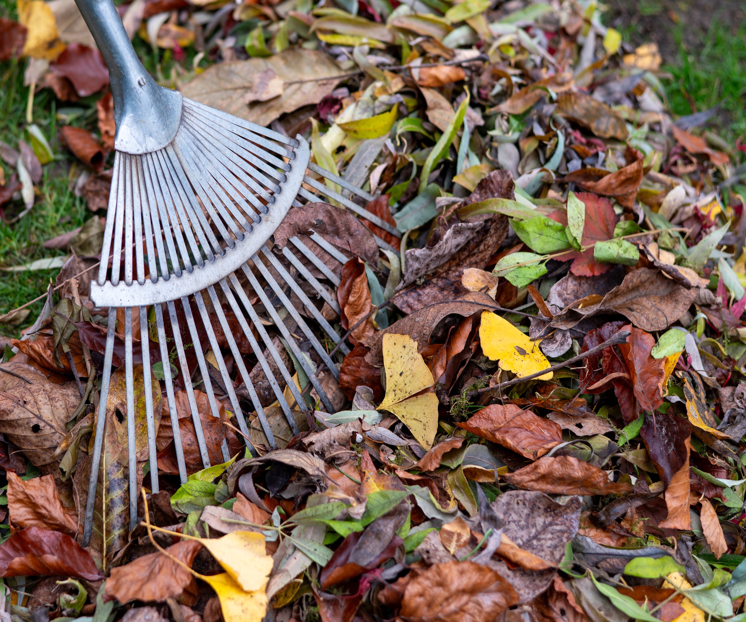 Raking up autumn leaves on lawn