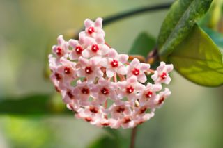 A close-up of a pink hoya carnosa flower