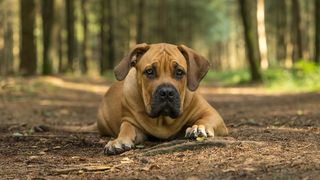 Boerboel lying on ground in forest