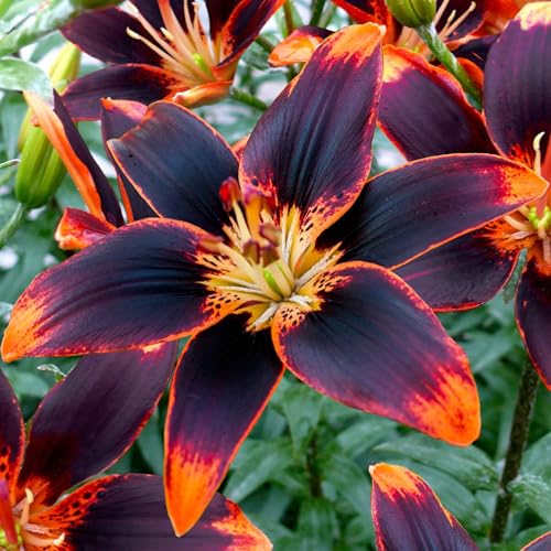 Eden Brothers Asiatic Lily Bulbs (spring-Planted) - Starlette Non-Gmo Bulbs for Planting, 3 Bulbs | Low-Maintenance Flower Bulbs, Plant During Spring Season, Zones 3, 4, 5, 6, 7, 8, 9