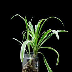 Spider plant propagation in a clear jar
