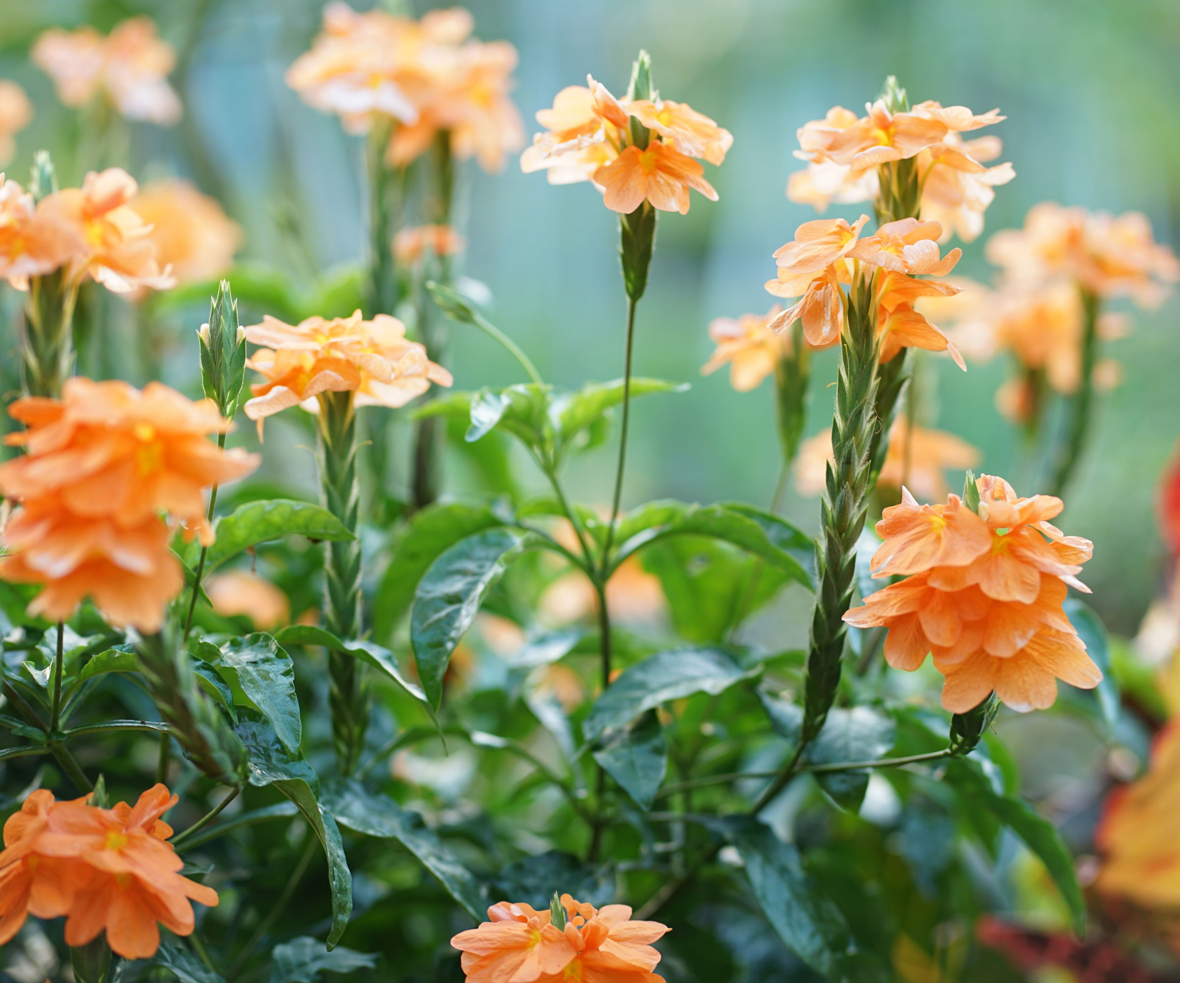 crossandra plant with orange flowers