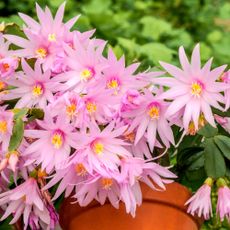 Pink Easter cactus in full bloom