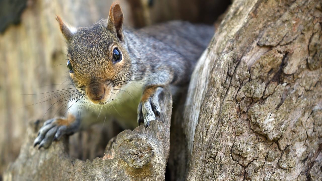 A squirrel 