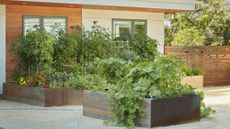 vegetable beds in raised containers