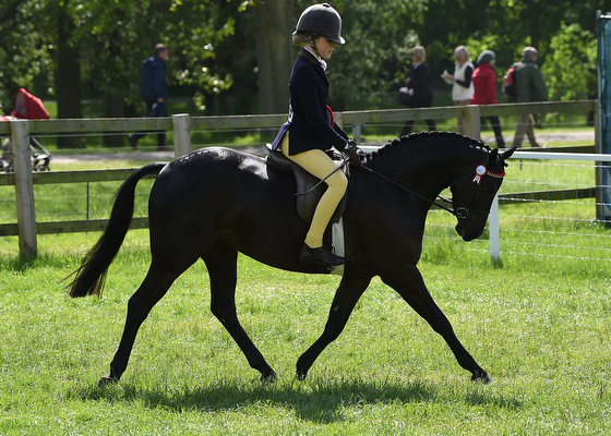 HorseNo1869_RWHS16pn_6854.jpg