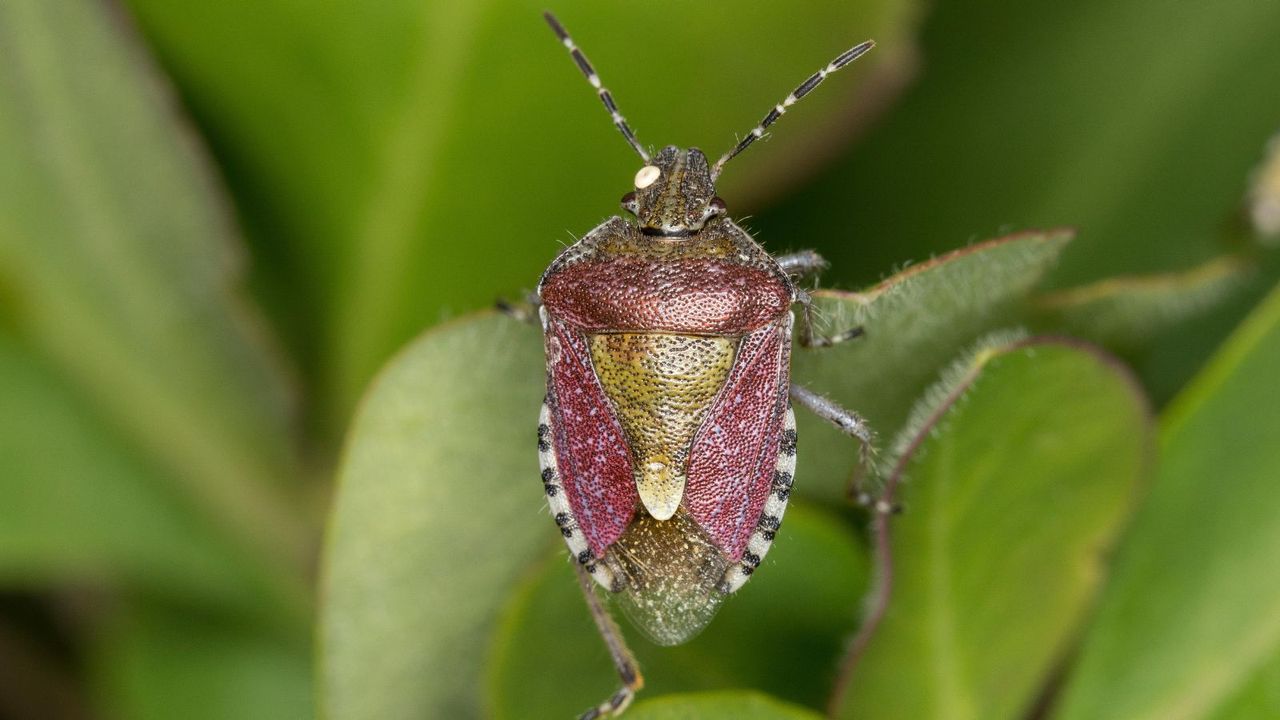 Stink bug