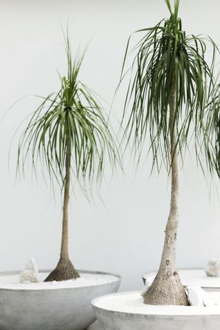 Two ponytail palms in white cement planters