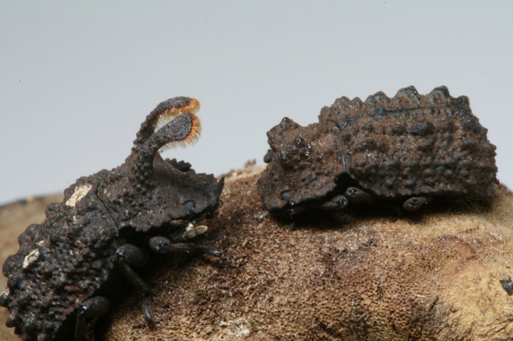 Forked fungus beetles