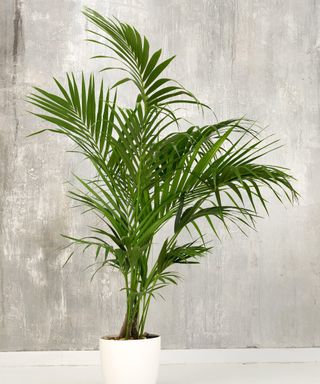 Fresh green fronds of a potted Kentia palm plant growing in a small white container against a grunge gray wall in side view