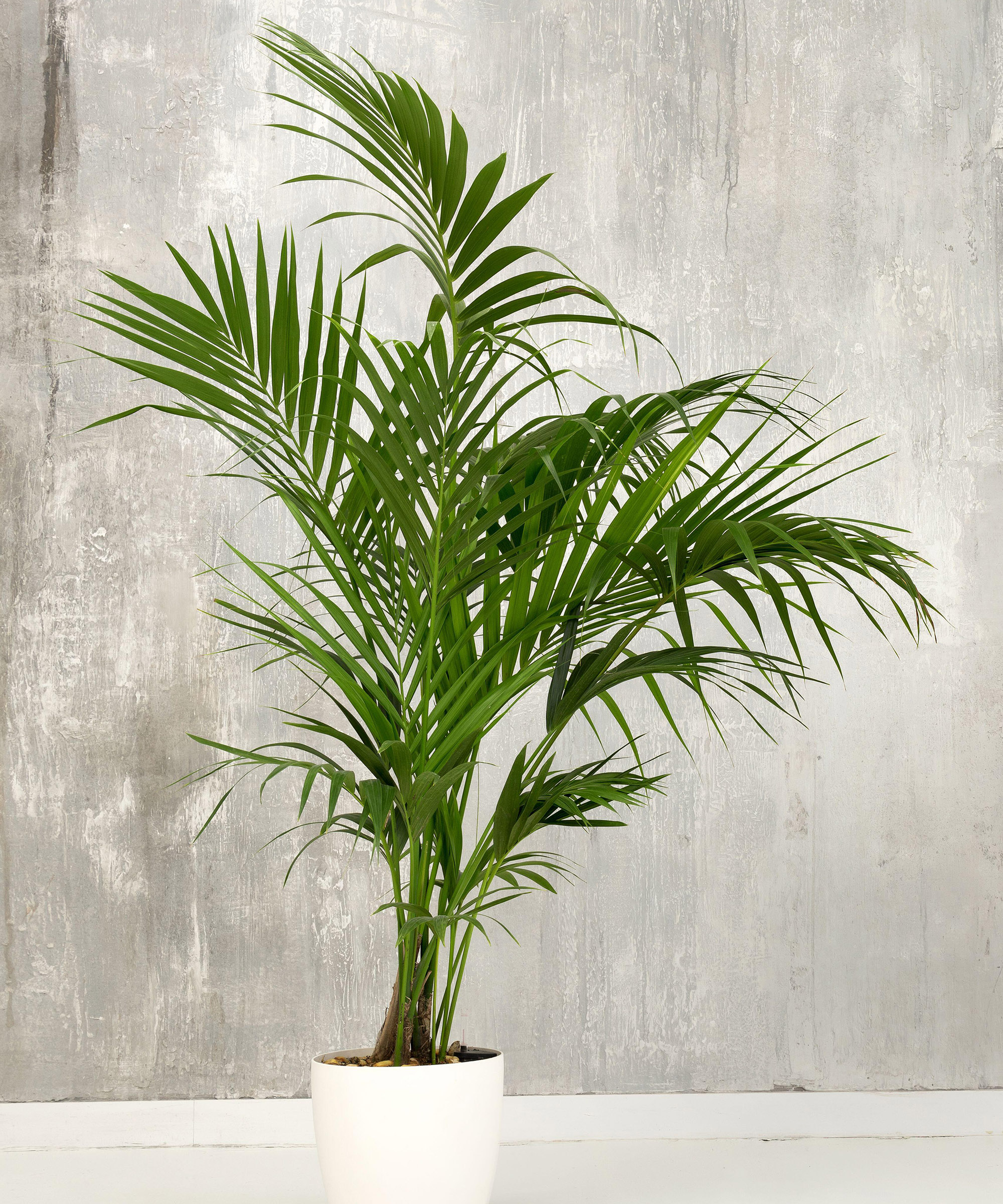 Kentia palm care and growing guide: expert plant advice | Gardeningetc