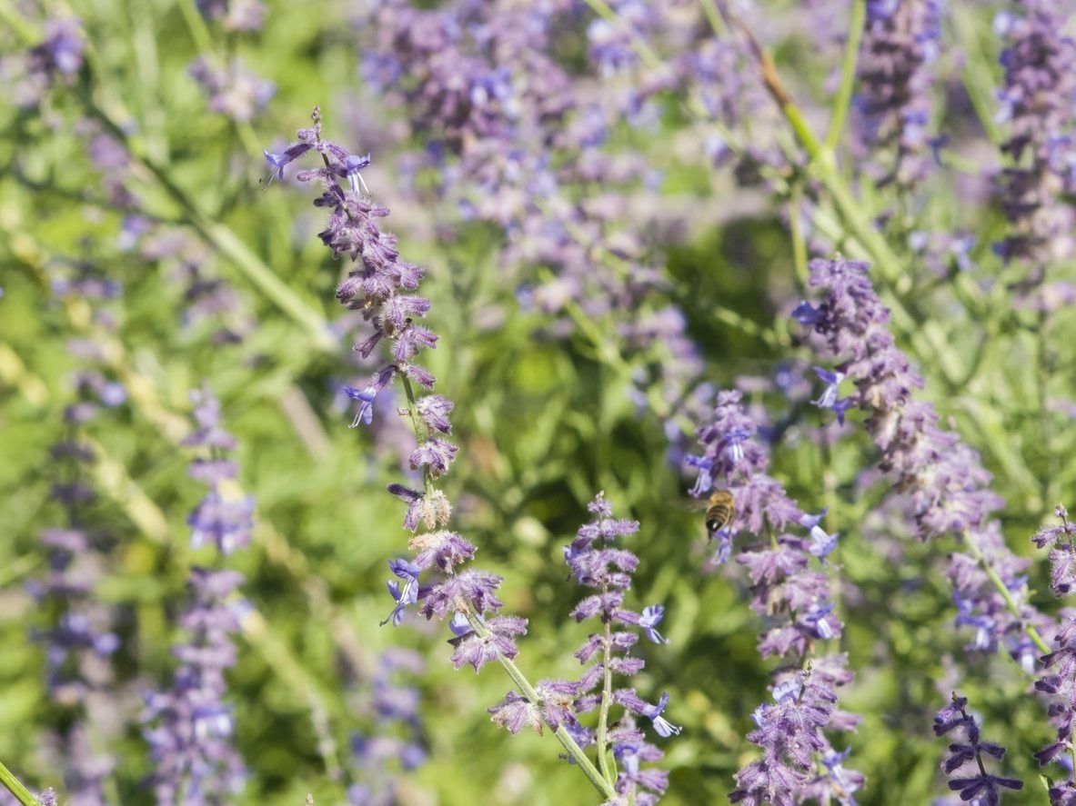 Purple Russian Sage Plants