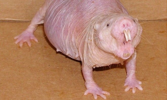 Naked mole rat