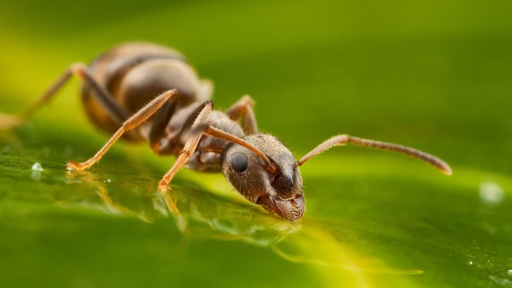 An ant drinking water pooling on a leaf. 